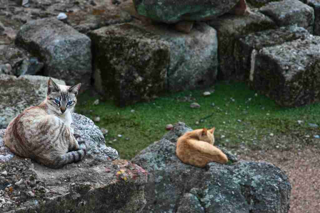 roman cats resting between ancient ruins things you don't know about italy