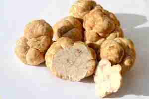 tartufo bianco di alba lcn firm blog